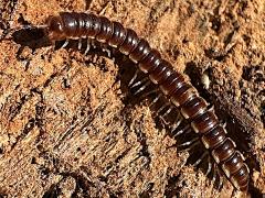 (Greenhouse Millipede) dorsal (Greenhouse Millipede) dorsal