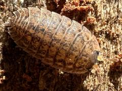 (Rathke’s Woodlouse) dorsal (Rathke’s Woodlouse) dorsal