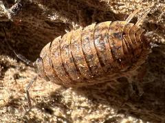 (Rathke’s Woodlouse) rear (Rathke’s Woodlouse) rear