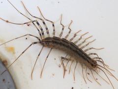 (House Centipede) sink (House Centipede) sink