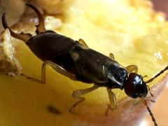 (European Earwig) male dorsal (European Earwig) male dorsal