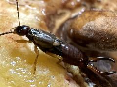 (European Earwig) male lateral (European Earwig) male lateral