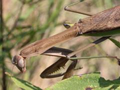 (Chinese Mantis) head (Chinese Mantis) head