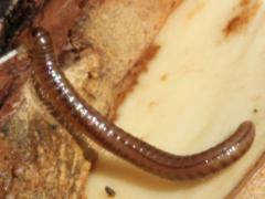(Juliformia Round-backed Millipede) on Bur Oak (Juliformia Round-backed Millipede) on Bur Oak