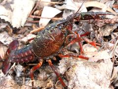 (Red Swamp Crayfish) male (Red Swamp Crayfish) male