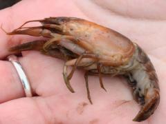 (Prairie Crayfish) male (Prairie Crayfish) male