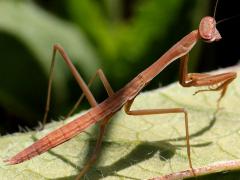 (Chinese Mantis) male immature (Chinese Mantis) male immature