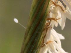 (Chrysopidae Green Lacewing) egg on Prairie Cord Grass (Chrysopidae Green Lacewing) egg on Prairie Cord Grass