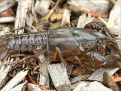 (Prairie Crayfish) dorsal (Prairie Crayfish) dorsal