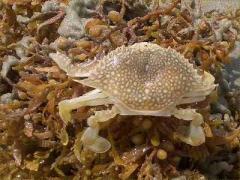 (Speckled Swimming Crab) dorsal on Brown Seaweed (Speckled Swimming Crab) dorsal on Brown Seaweed