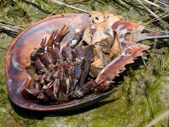 (Atlantic Horseshoe Crab) dead (Atlantic Horseshoe Crab) dead