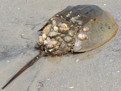 (Atlantic Horseshoe Crab) dorsal (Atlantic Horseshoe Crab) dorsal