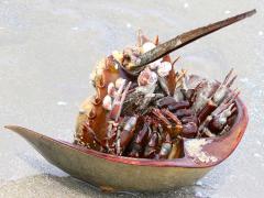 (Atlantic Horseshoe Crab) ventral (Atlantic Horseshoe Crab) ventral
