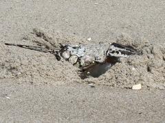 (Atlantic Horseshoe Crab) burrow (Atlantic Horseshoe Crab) burrow