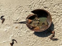 (Atlantic Horseshoe Crab) eaten (Atlantic Horseshoe Crab) eaten