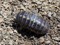 (Common Pill Woodlouse) dorsal (Common Pill Woodlouse) dorsal