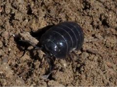 (Common Pill Woodlouse) head (Common Pill Woodlouse) head
