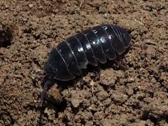 (Common Pill Woodlouse) lateral (Common Pill Woodlouse) lateral