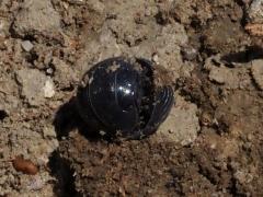 (Common Pill Woodlouse) pill (Common Pill Woodlouse) pill
