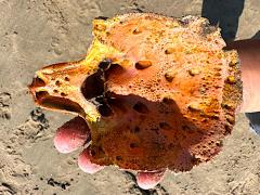 (California Spiny Lobster) shell underside (California Spiny Lobster) shell underside
