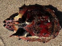(California Spiny Lobster) shell upperside (California Spiny Lobster) shell upperside