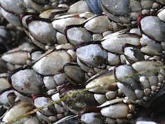 (Gooseneck Barnacle) pylon (Gooseneck Barnacle) pylon