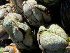 (Gooseneck Barnacle) colony (Gooseneck Barnacle) colony