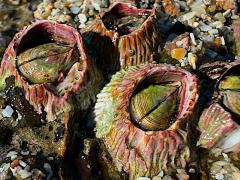 (Pink Volcano Barnacle) colony (Pink Volcano Barnacle) colony