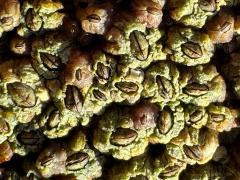 (Little Brown Barnacle) colony (Little Brown Barnacle) colony