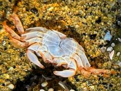 (Striped Shore Crab) ventral (Striped Shore Crab) ventral