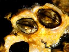 (Chthamalus Barnacle) top (Chthamalus Barnacle) top