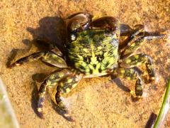 (Striped Shore Crab) dorsal (Striped Shore Crab) dorsal