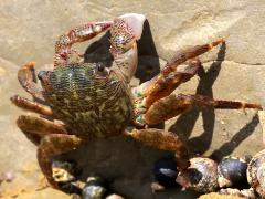 (Striped Shore Crab) lateral (Striped Shore Crab) lateral