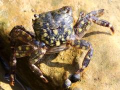 (Striped Shore Crab) top (Striped Shore Crab) top