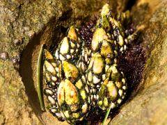 (Gooseneck Barnacle) colony (Gooseneck Barnacle) colony