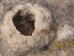 (Symmetrical Sessile Barnacle) fossil (Symmetrical Sessile Barnacle) fossil