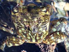 (Striped Shore Crab) back (Striped Shore Crab) back