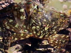 (Striped Shore Crab) dorsal (Striped Shore Crab) dorsal