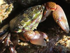 (Striped Shore Crab) face (Striped Shore Crab) face