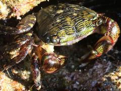 (Striped Shore Crab) top (Striped Shore Crab) top
