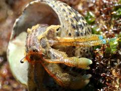 (Blueband Hermit Crab) and Banded Tegula (Blueband Hermit Crab) and Banded Tegula