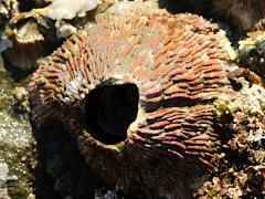 (Pink Volcano Barnacle) dorsal (Pink Volcano Barnacle) dorsal