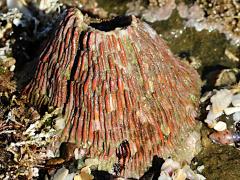 (Pink Volcano Barnacle) profile (Pink Volcano Barnacle) profile