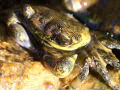 (Striped Shore Crab) face (Striped Shore Crab) face