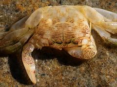(Striped Shore Crab) male exoskeleton dorsal (Striped Shore Crab) male exoskeleton dorsal