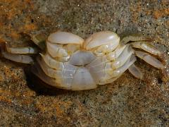 (Striped Shore Crab) male exoskeleton ventral (Striped Shore Crab) male exoskeleton ventral