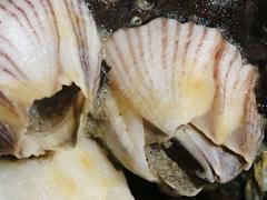 (Striped Barnacle) profile (Striped Barnacle) profile