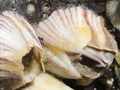 (Striped Barnacle) top (Striped Barnacle) top