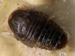 (Sphaeromatidae Seapill) dorsal (Sphaeromatidae Seapill) dorsal