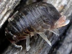 (Sphaeromatidae Seapill) profile (Sphaeromatidae Seapill) profile